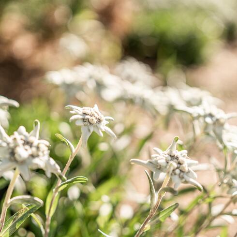 Blühendes Edelweiss